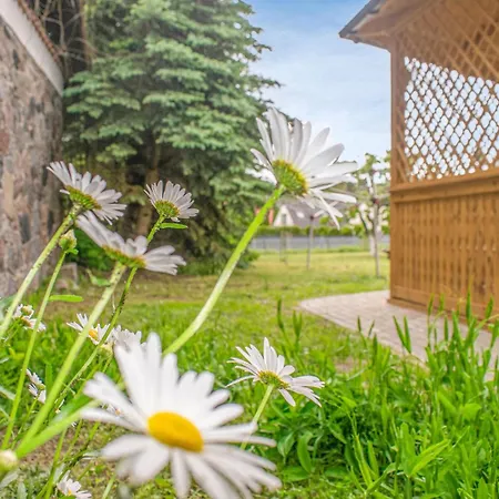 In With Wifi * Dominikowo