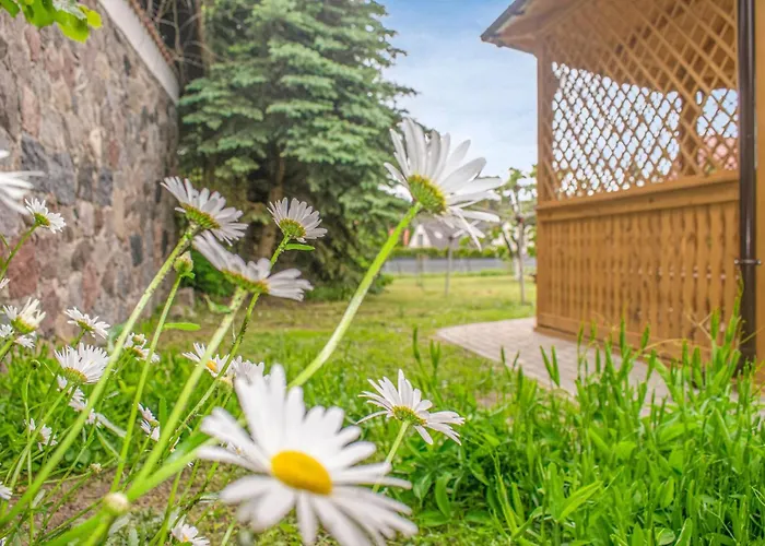 In With Wifi * Dominikowo